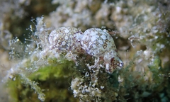 Lamprohaminoea ovalis