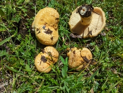 Lactarius repraesentaneus