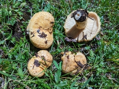 Lactarius repraesentaneus