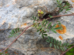Hippocrepis ciliata