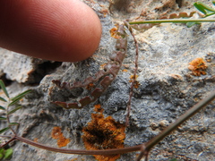 Hippocrepis ciliata