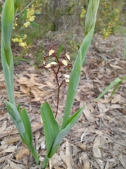Thelymitra grandiflora