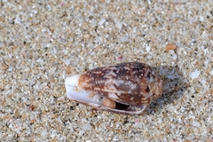 Conus anemone