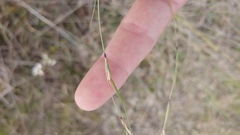 Sporobolus vaginiflorus