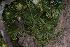 Freycinetia scandens