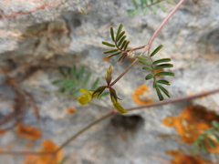 Hippocrepis ciliata