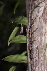 Freycinetia scandens