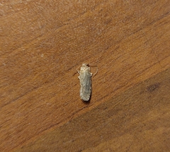 Agonopterix