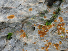 Hippocrepis ciliata