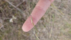 Sporobolus vaginiflorus
