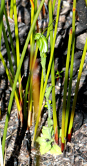 Pterostylis puberula