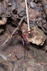 Leptomyrmex tibialis