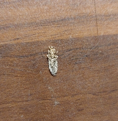 Agonopterix