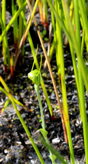 Pterostylis puberula