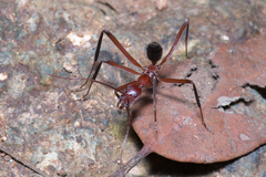 Leptomyrmex tibialis