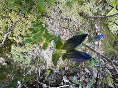 Gentiana calycosa