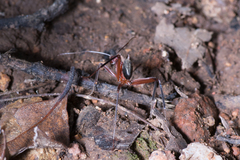 Leptomyrmex tibialis
