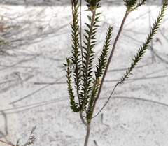 Epacris obtusifolia
