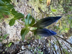 Gentiana calycosa