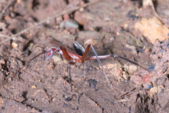 Leptomyrmex tibialis