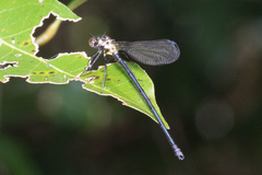 Austroargiolestes chrysoides