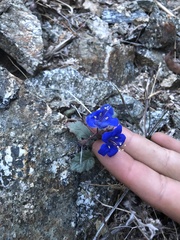 Phacelia campanularia