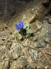 Phacelia campanularia