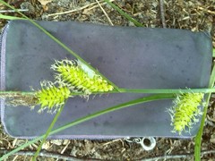 Carex vesicaria