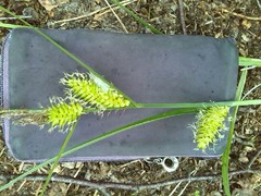 Carex vesicaria
