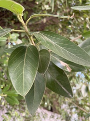 Ficus mollis