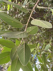 Ficus mollis