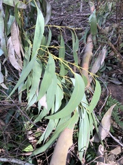 Eucalyptus regnans