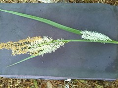 Carex acutiformis
