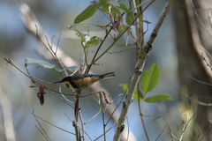 Acanthorhynchus tenuirostris