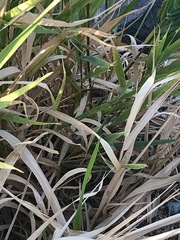 Coluber constrictor mormon