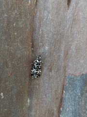 Scoparia exhibitalis