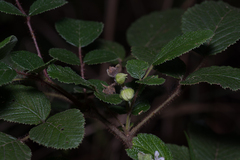 Rubus ellipticus