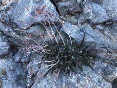 Dudleya abramsii