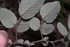 Rubus ellipticus