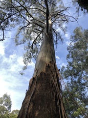 Eucalyptus regnans