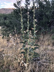 Asclepias erosa