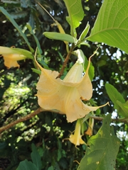Brugmansia