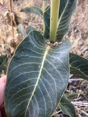 Asclepias erosa