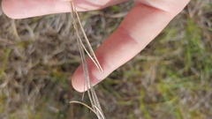 Arabis pycnocarpa adpressipilis