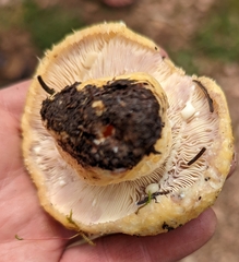 Lactarius repraesentaneus