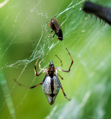 Argyrodes