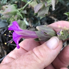 Mirabilis multiflora pubescens