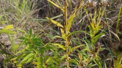 Brickellia eupatorioides corymbulosa