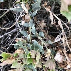 Mirabilis multiflora pubescens