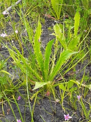 Eryngium vesiculosum